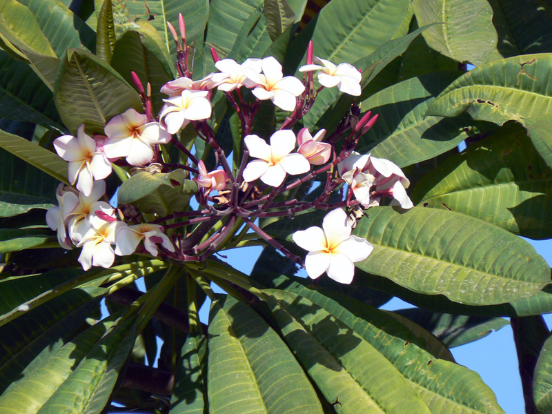 Frangipanier, Fleur des temples