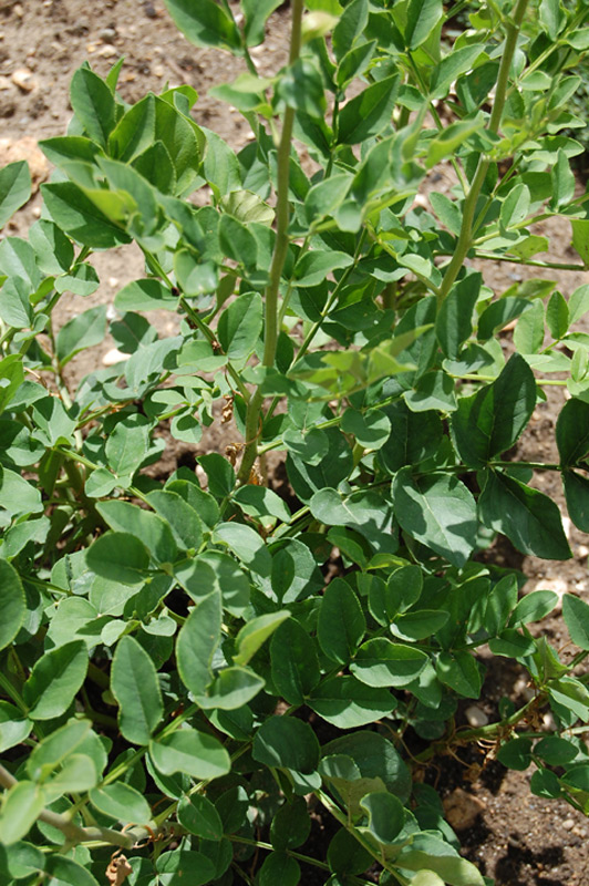 Fraxinelle, Buisson ardent, Plante à gaz