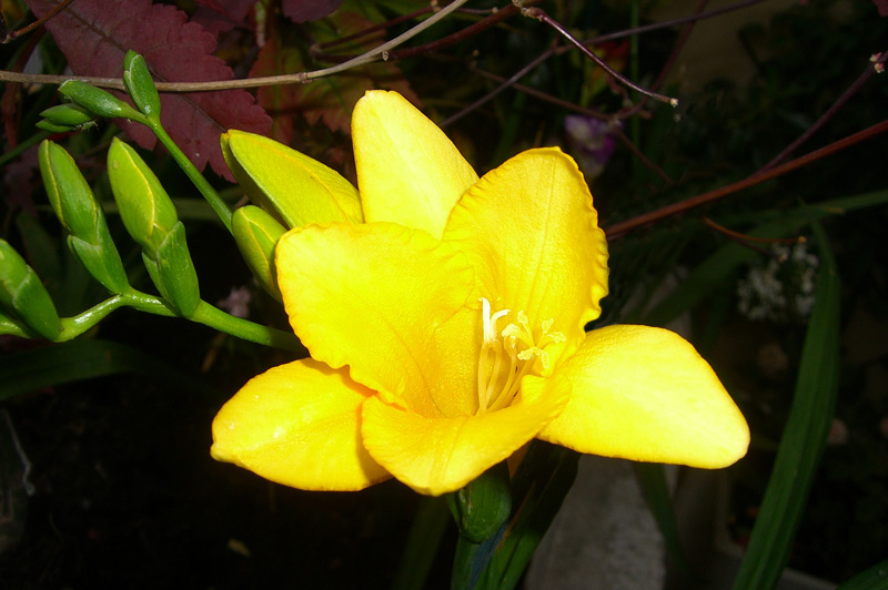 Freesia