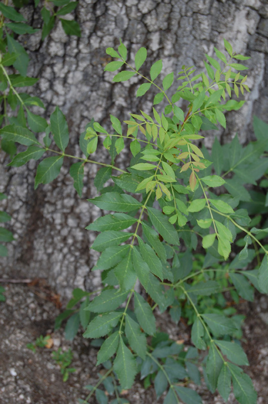Frêne à feuilles étroites, Frêne du midi, Frêne du sud