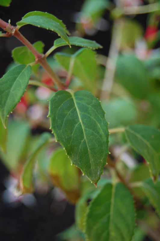 Fuchsia 'Checkerboard'