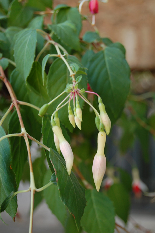 Fuchsia 'Porte Océane'