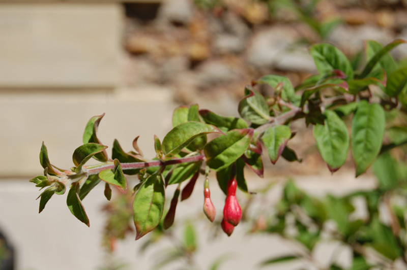 Fuchsia brevilobis