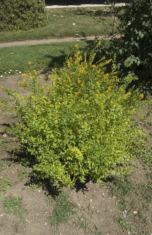 Genêt des teinturiers