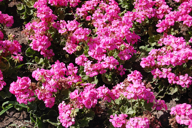 Géranium 'Melosilver'