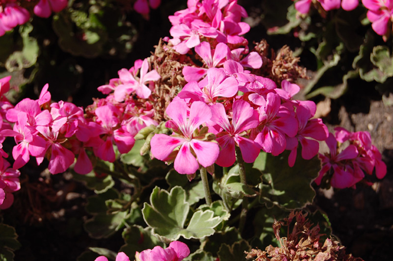 Géranium 'Melosilver'
