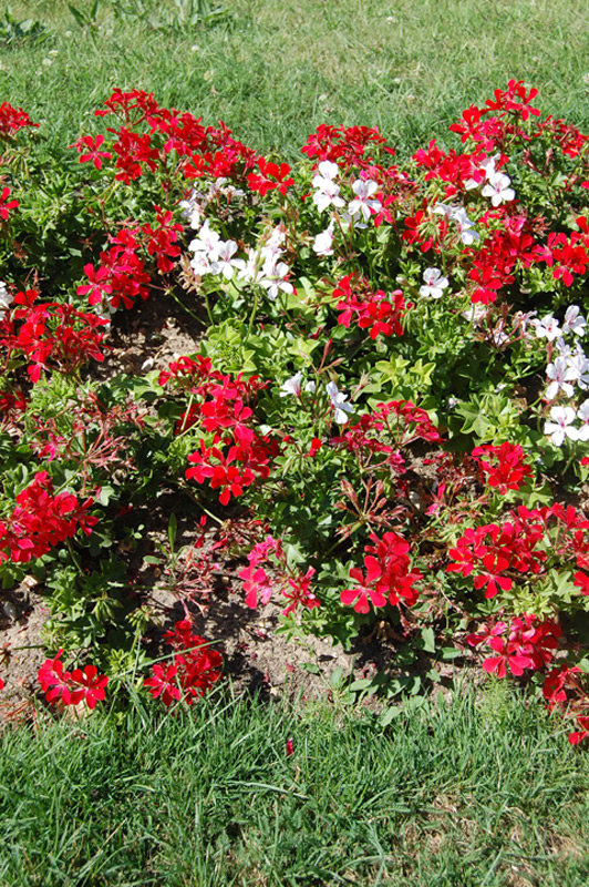 Géranium lierre « Rainbow rouge »