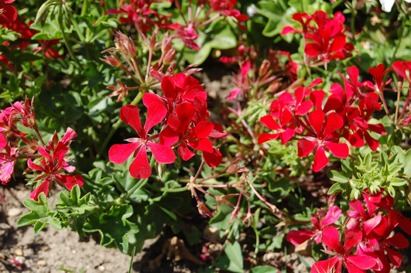 Géranium lierre « Rainbow rouge »