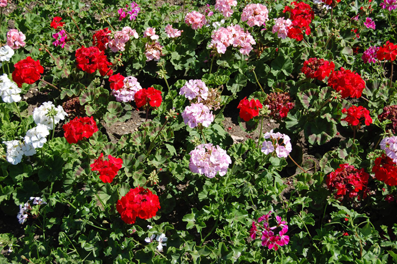 Géranium lierre « Summer Showers »