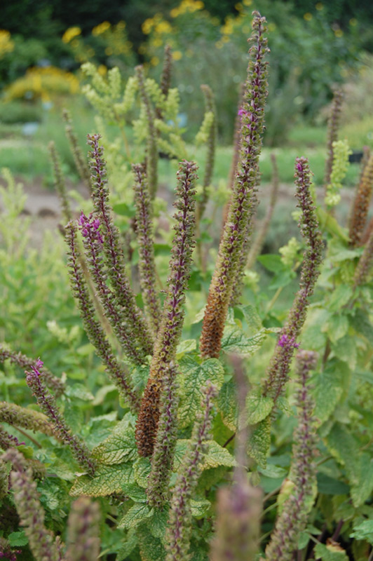 Germandrée iranienne
