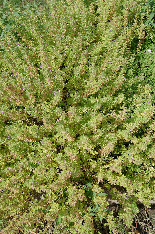 Germandrée en grappes