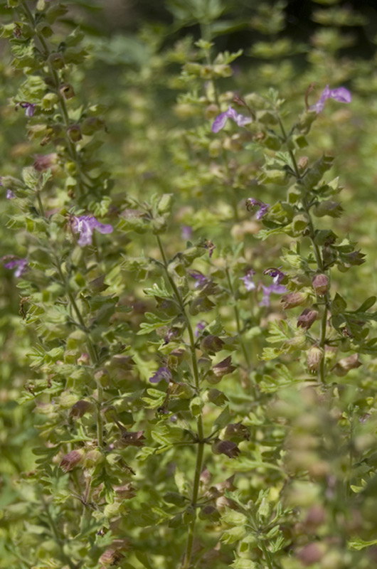 Germandrée en grappes