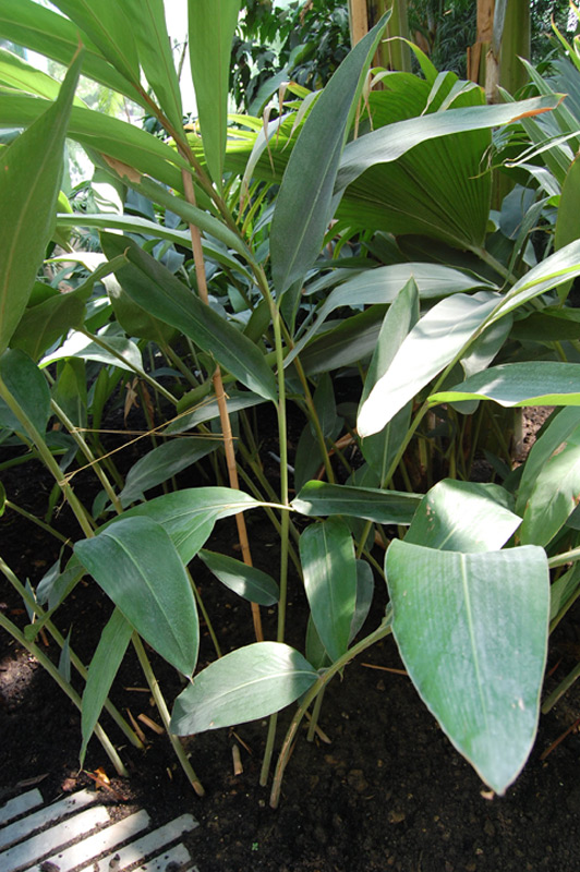 Gingembre coquille, Fleur coquillage