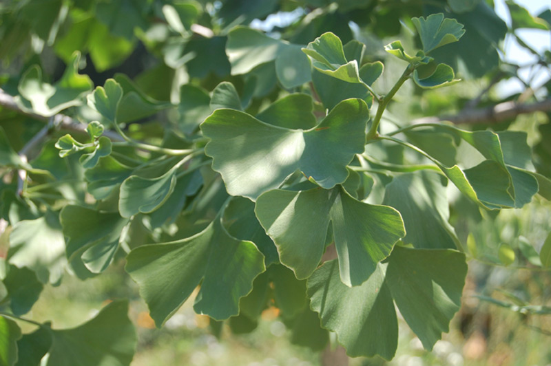 Ginkgo biloba, Arbre aux quarante écus