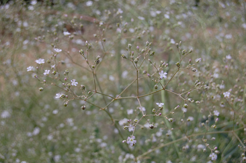 Gypsophila scorzonerifolia