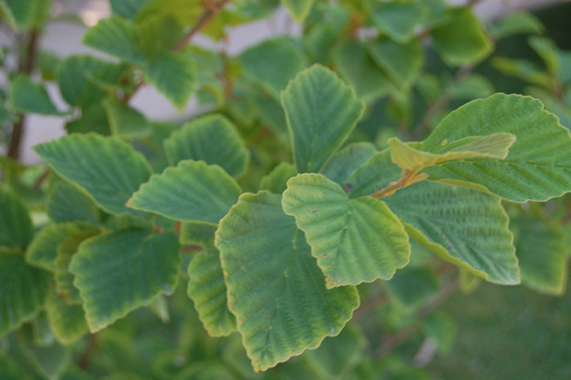 Hamamelis printanier