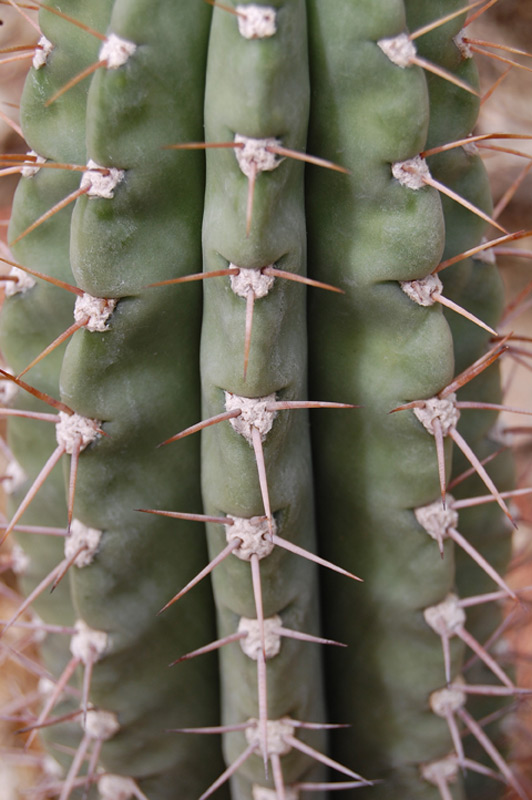 Helianthocereus pasacana