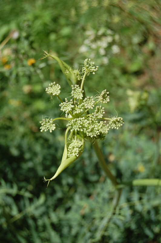 Herbe aux cerfs, Peucédan commun