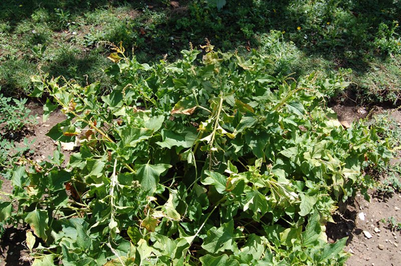Herbe du Bon Henri, Chénopode Bon Henri, Ansérine, Sarron