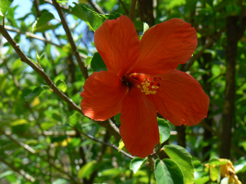 Hibiscus rose de Chine