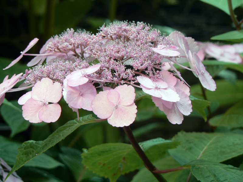 Hortensia