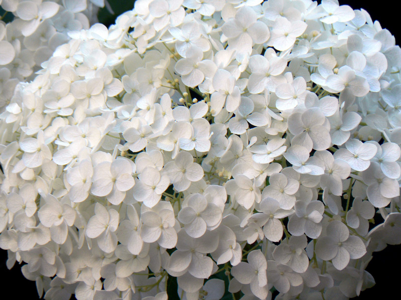 Hortensia