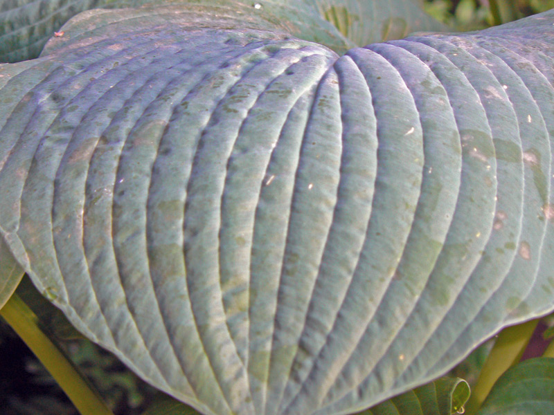 Hosta 'Halcyon'