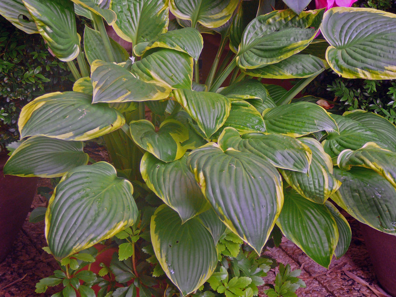 Hosta 'Aureomarginata'