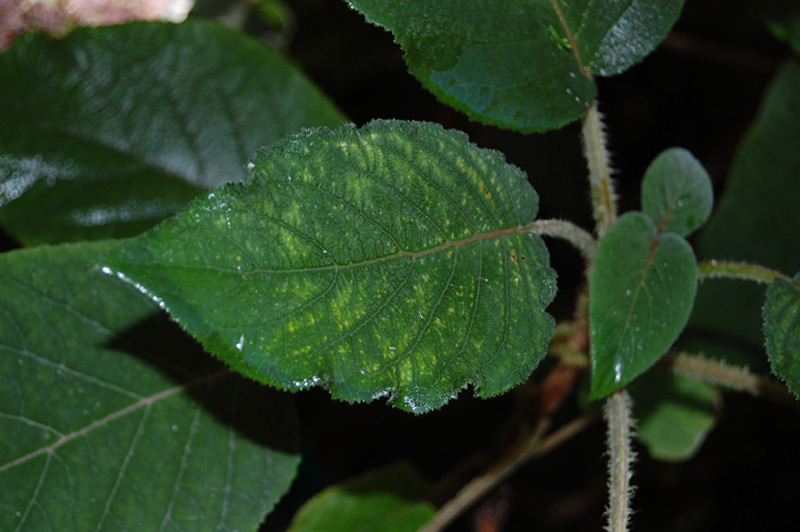 Hydrangea sargentiana