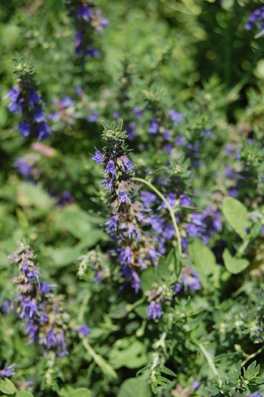 Hysope officinale