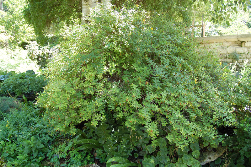 Hypéricum arbustif ‘Hidcote’