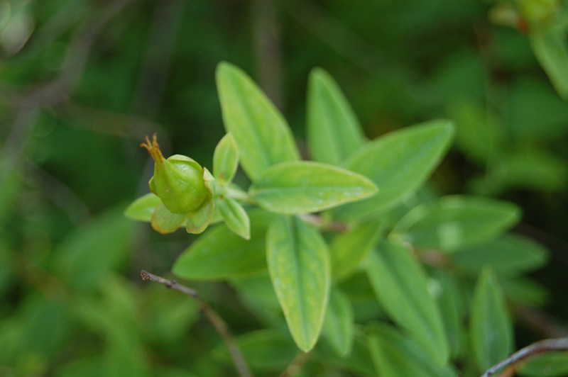 Hypéricum arbustif ‘Hidcote’