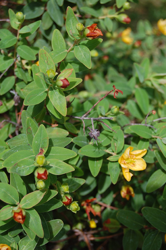 Hypericum à rameaux déployés