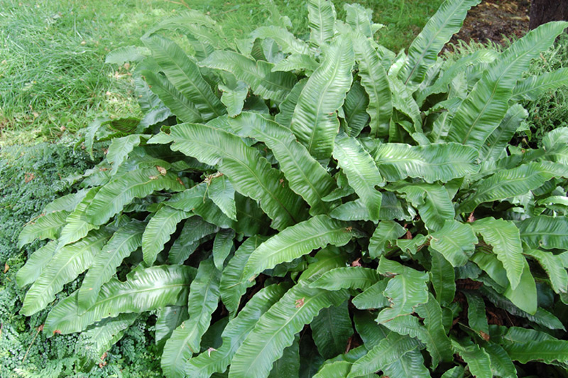 Fougère langue de cerf