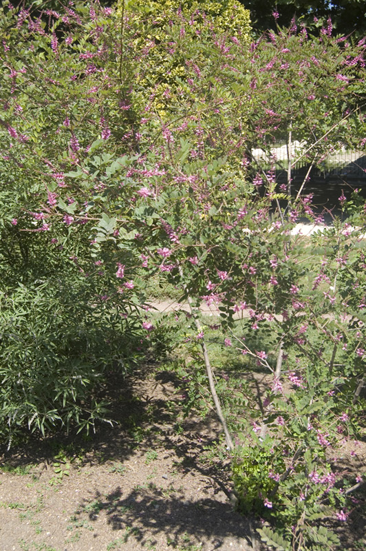 Indigofera