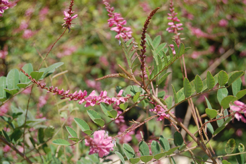 Indigofera