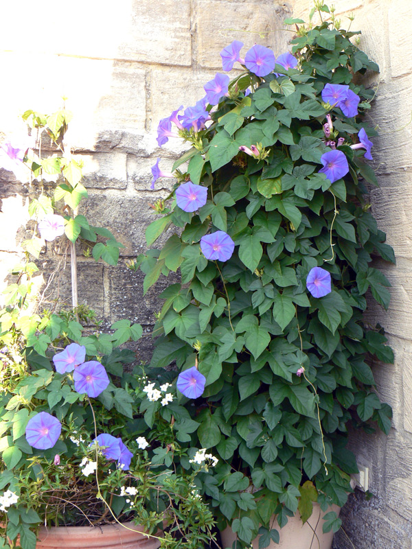 Ipomée à grande fleur