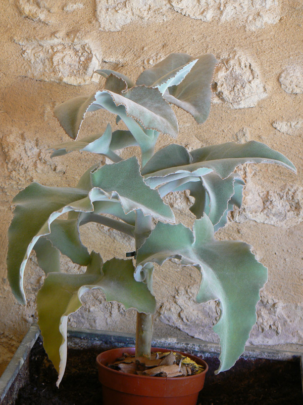 Kalanchoe de Behara, Kalankoe à oreilles d’éléphant