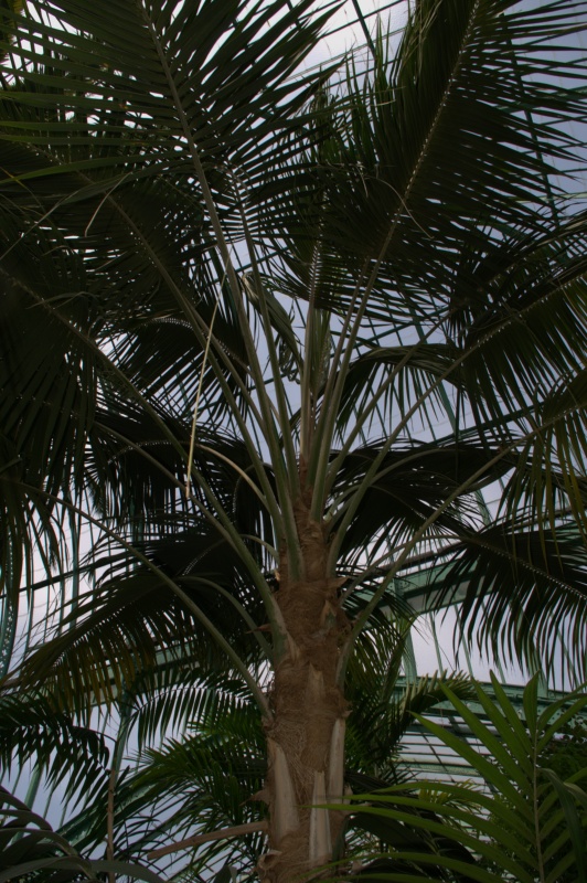 Kentia, Howea de Forster