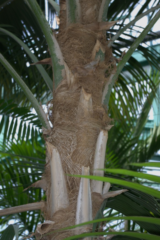 Kentia, Howea de Forster