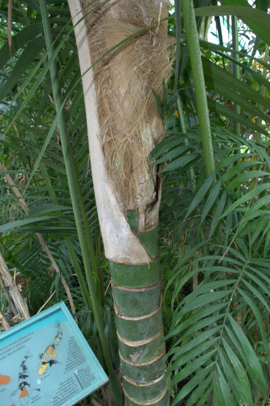 Kentia, Howea de Forster