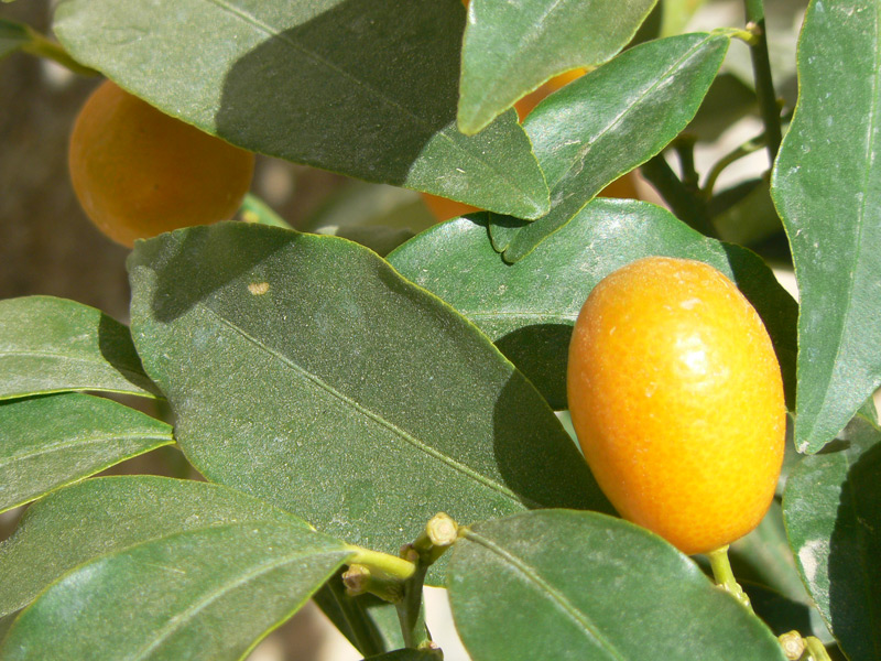 Kumquat