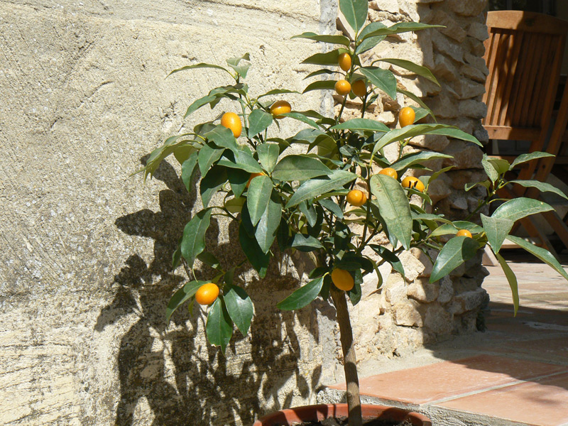 Kumquat