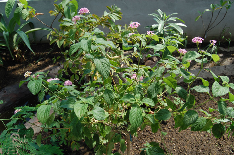 Lantanier 'Feston Rose'