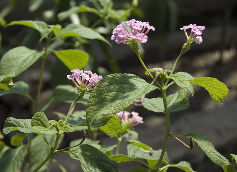 Lantanier 'Feston Rose'