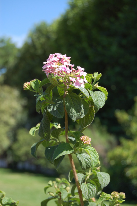 Lantanier 'Feston Rose'
