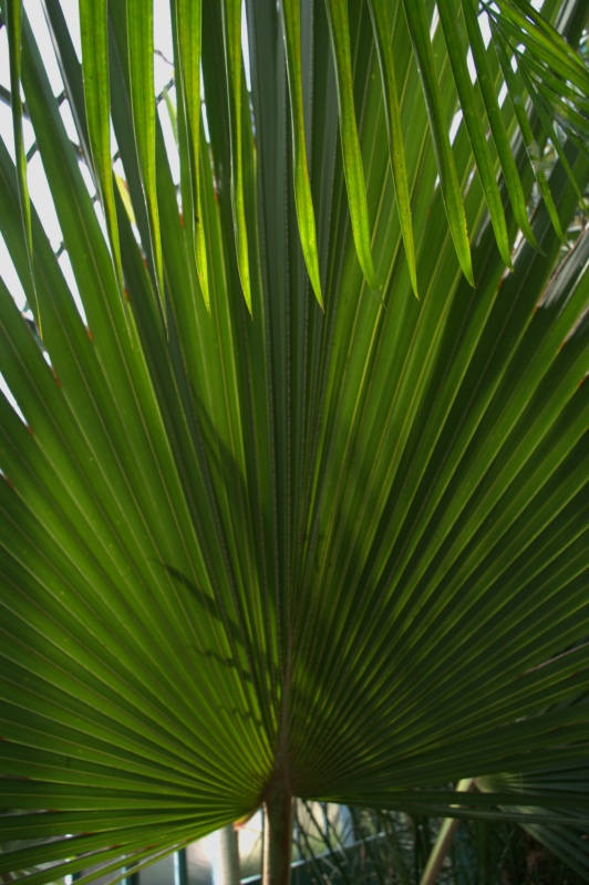 Latanier rouge, Latanier de la Réunion