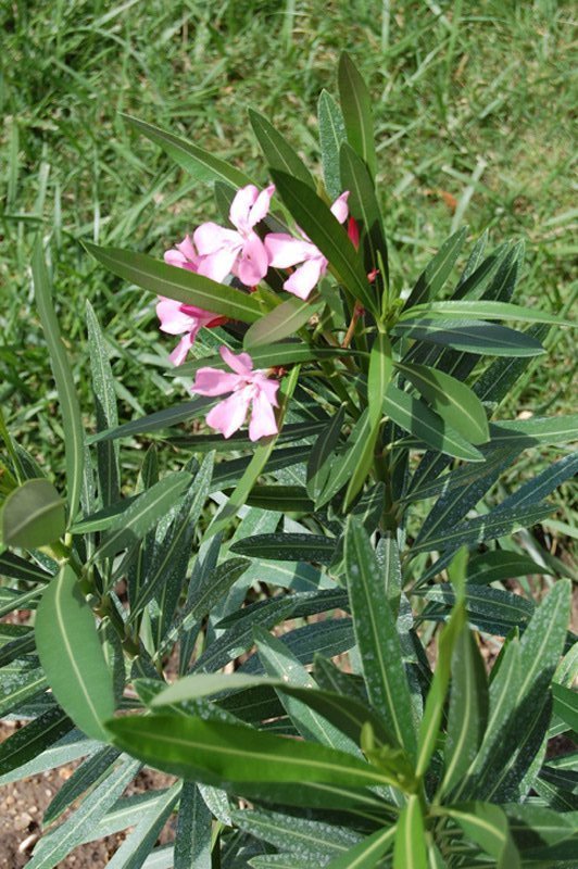 Laurier rose, Oléandre