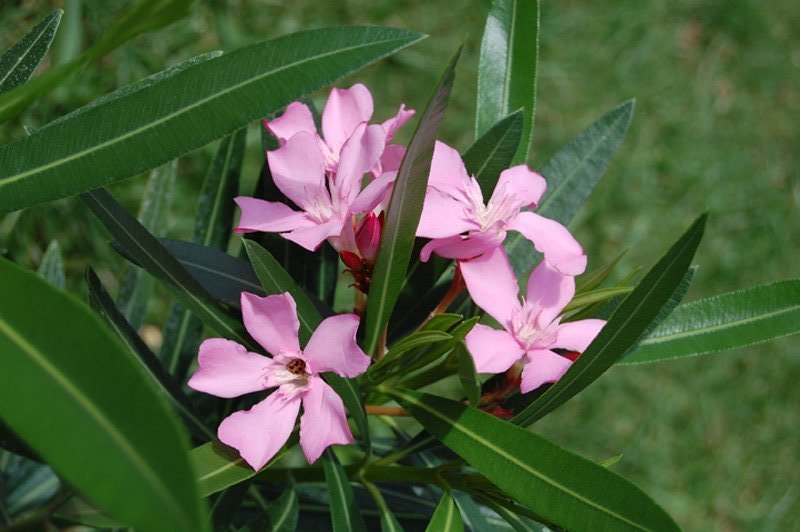 Laurier rose, Oléandre