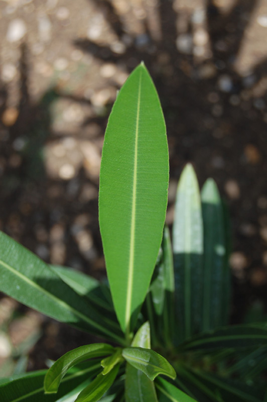 Laurier rose, Oléandre